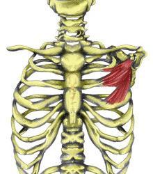 deltoideus ve clavicula nın komşu kenarları arasında oluşmuş üçgen alana trigonum deltopectorale adı verilir. Vena cephalica, sulcus deltopectoralisten geçerek bu üçgende v.axillaris e dökülür.