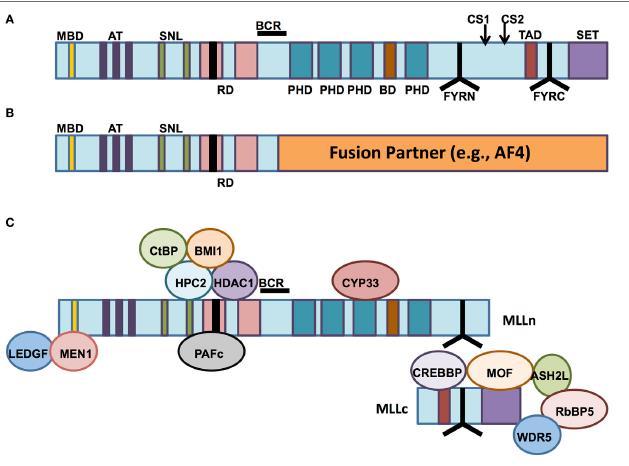 Mixed Lineage Leukemia 1 (MLL1) MLL geni 11q23 lokusunda Çok sayıda fonksiyonel bölgesi var ve bağlayıcı partnerleri var Birçok dokuda yaygın olarak ifade ediliyor Normal