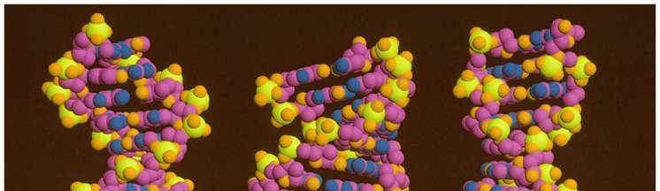 Farklı DNA Formları ve Özellikleri A-DNA B-DNA (Watson & Crick Modeli) Z-DNA