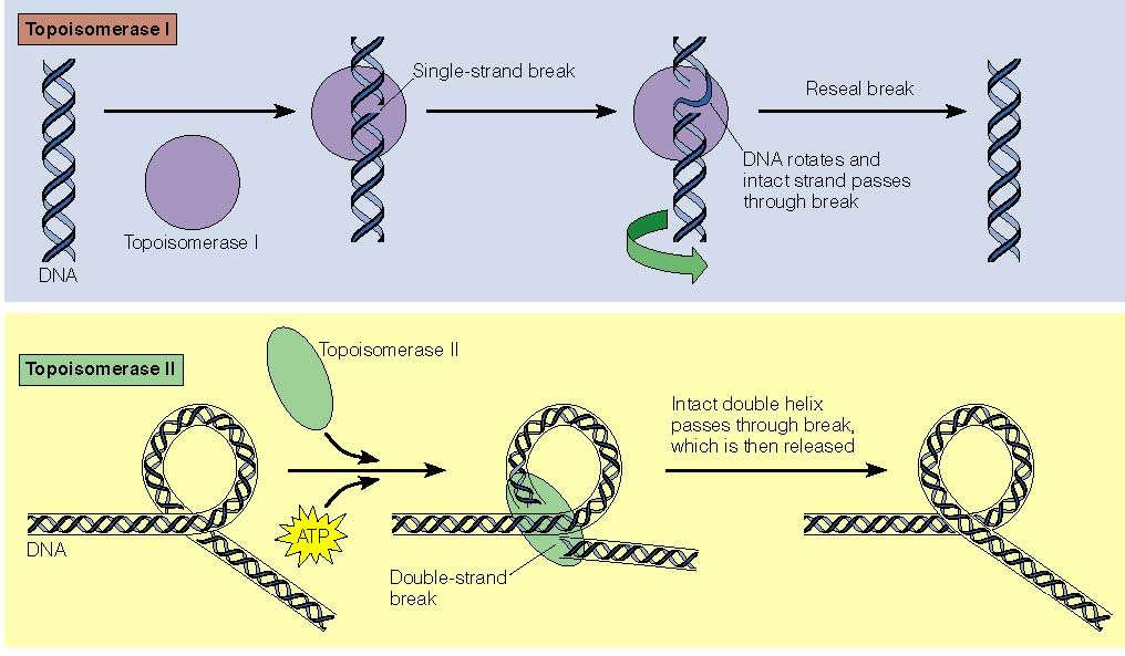 Topoizomerazlar I ve