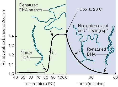 (melting ısısı) Etkisi DNA