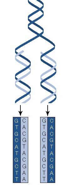 DNA Replikasyonunun Watson-Crick Modeli DNA Analizinde