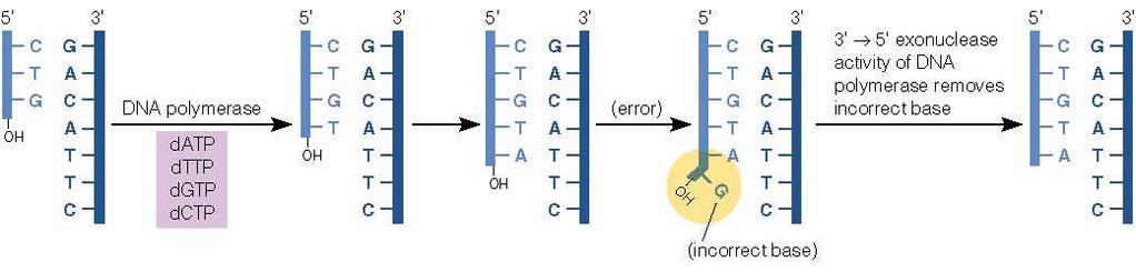 3 5 Ekzonükleaz ile Hata Okuma (DNA Polimeraz I