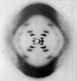 Farklı kaynaklardan DNA baz içeriği oranları Farklı DNA Formları B-DNA ve