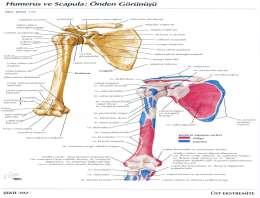 Scapula Clavicula 2) Clavicula (Köprücük Kemeği) Extremitas sternalis (sternum