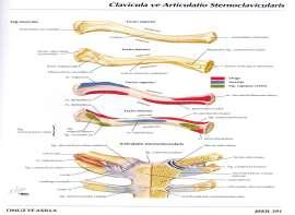 ÜST EKSTREMiTENiN SERBEST KISMINI OLUŞTURAN KEMiKLER 1) HUMERUS (Kol Kemiği) Humerus, üstte scapula ile altta ise ulna ve radius isimli kemiklerle eklemleşir.