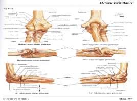 capitulum humeri (humerus başçığı) epicondylus medialis epicondylus lateralis fossa radialis fossa coronoidea fossa olecrani Üst ekstremite kanamalarında kola turnike uygulanarak koldaki atar damar