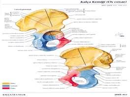 articulatio sacroiliaca Os pubis: Kalça kemiğinin alt ön tarafını oluşturur.