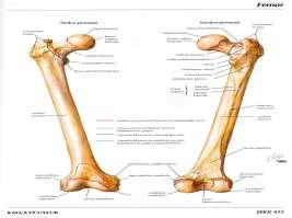 Patella (Diz Kapağı Kemiği) Femur ile tibia nın birleştiği bölgenin ön tarafında tabanı yukarıda, tepesi ise aşağıda, üçgen şeklinde bir kemiktir.