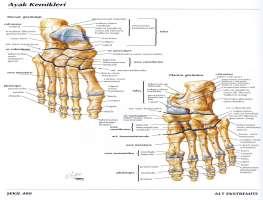 COLUMNA