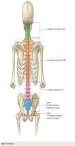 Columna vertebralis Presakral vertebralar Vertebrae