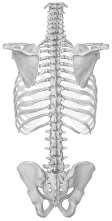 servikal vertebra Vertebrae thoracicae (12) Vertebrae