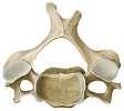 Vertebrae Thoracicae 12 adettir.