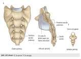 Os sacrum ve os coccygis Os Sacrum: Yetişkinlerde 5 omurun birleşmesi ile