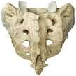 Foramen vertebrale lerin birleşmesi ile canalis sacri oluşur.