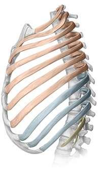 Bölümleri Sternum (Göğüs Kemiği) 1. Manubrium sterni 2. Corpus sterni 3.