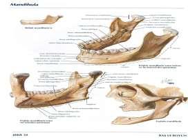 Kafa kemikleri Visserocranium Os maxillae (2) Os zygomaticum (2) Os nasale (2) Os vomer (1) Concha nasi inferior (2) Os lacrimale (2) Os mandibulae (1) Os hyoideum (1) Os palatinum (2) Malleus (2)