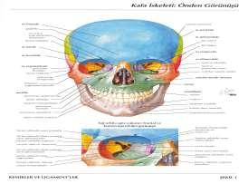 OSSICULA AUDITORIA Neurocranium Kemikleri a) Os frontale (alın kemiği): Skuamoz, orbital ve nazal bölümleri vardır.