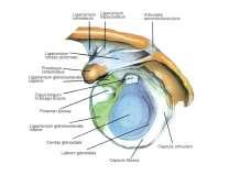 Meniscus : fibrokartilaginöz yapıda yarımay şeklinde oluşumlar.