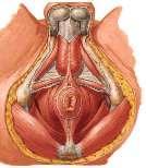 orbicularis * M.