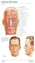 I. BAŞ VE BOYUN KASLARI A. Baş Bölgesi Mm. Faciales (mimik kasları) Bir uçları ile kafatası ve yüz kemiklerine tutunurlarken diğer uçları ile deriye tutunurlar. M. occipitofrontalis: Occipital, Frontal Galea aponeurotica B.