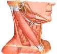 4. M. depressor labii inferioris: Alt dudağı aşağı çeker. 5. M. depressor anguli oris: Dudakların birleşme kenarlarını aşağı çeker. 6. M. risorius: Gülümseme kasıdır. Ağız açısını yana çeker 7. M. buccinator: Ağız boşluğunu daraltır.