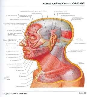 Orta Planda Yer Alan Boyun Kasları Suprahyoid kaslar: Bu kaslar hyoid kemiği dolayısıyla larynx i yukarı kaldırırlar ya da alt çeneyi