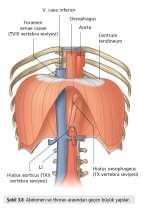 Diaphragma: Göğüs kafesi ile karın boşluğunu birbirinden ayıran kas ve zar yapısında bir oluşumdur. Pars muscularis centrum tendineum N. phrenicus tarafından uyarılır.