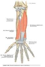 ve 3. metacarpus ların tabanlarına ön yüzden tutunur. El bileği fleksor ve abductorudur. 4. M. flexor carpi ulnaris: 5. Metacarpus un tabanına ön yüzden tutunur. El bileği fleksor ve adduktorudur. 5. M. flexor digitorum superficialis: Başparmak haricindeki parmaklara giden yüzeyel bükücü kastır.