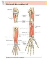 6. M. extensor indicis: İşaret parmağına giden küçük bir kastır. İşaret parmağını gerer. 7. M. extensor digiti minimi: Küçük parmağı gerer. 8. Başparmakla ilgili uzun kaslar: M.