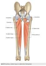 vastus medialis, m. vastus lateralis, m. vastus intermedius. M. rectus femoris, os coxae dan, diğerleri ise femur un ön yüzüne tutunarak başlarlar.