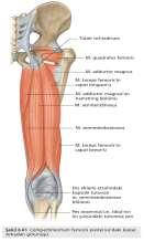 Uyluk Arka Yüz Kasları 1. M. biceps femoris: Uyluğun iki başlı kasıdır. 2. M. semitendinosus: Yarı tendon kas anlamına gelir. 3. M. semimembranosus: Yarı zar kas anlamına gelir.