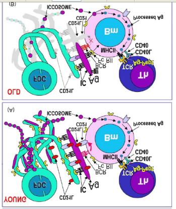 CD21L üzerinden gerçekleşecek kostimülasyon azalmıştır FcγRII reseptörlerinin azalmış olmasınedeniyle antijen sunumu zayıflamıştır
