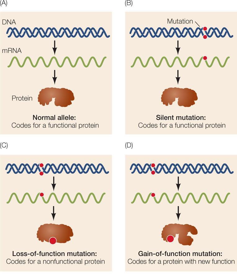 Sessiz mutasyon İşlev kaybı mutasyonu İşlevsiz protein