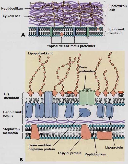 27 Şekil 1.3. Gram pozitif (A) ve Gram negatif (B) bakterilerin hücre membranlarının özellikleri (Murray ve ark.