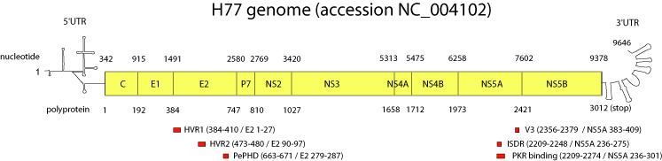 HCV NS3 ve NS5 inhibitör direnci Direkt (populasyon) sekanslama yöntemi; RNA izolasyonu