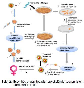 Eşey hücresi gen tedavisi yöntemi, vücudun tüm hücrelerini oluşturabilen erken dönem embriyo, gamet ve zigotta yapılan genetik değişikliklerle uygulandığı için bu değişiklikler gelecek nesillere