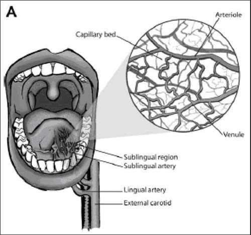 Sublingual Kapnometri Hemorajik ve septik şok sırasında doku perfüzyonunun yeterliliği