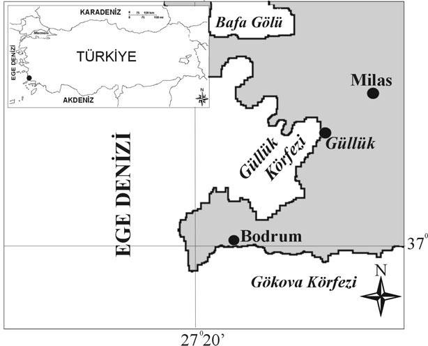 koşullarındaki değişikliklere son derece toleranslı olma özelliğine sahip katadrom balıklardan biri olan kefal türlerinin bu şansına ek olarak, üreme zamanlarının tespit edilerek onlara belli