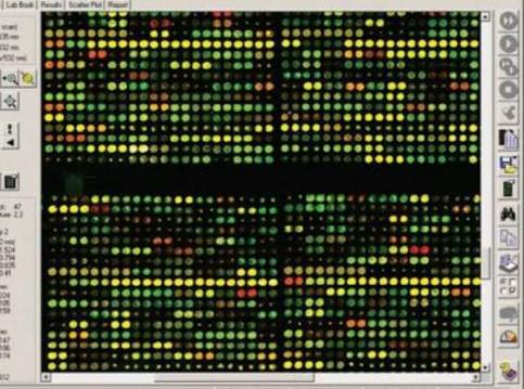 Mikroarray ler, çok sayıda DNA molekülünün lamlar yada naylon membranlar üzerine noktalanması