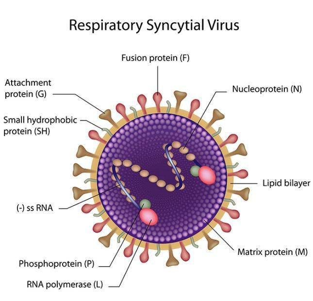 Akut Bronşiyolit-RSV Paramyxoviridae ailesinden, tek zincirli RNA virüsü İki alt tip, RSV A ve RSV B RSV A enfeksiyonları genellikle daha ağır seyirli RSV A ve RSV B ile eş