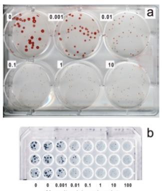 Fenotipik testler Plak redüksiyon testi (PRA) Hücreler çukurcuklar ya da plaklarda çoğaltılır CLSI HSV için standartlar belirlemiş Hücre kültürünün üzerine eklenecek olan virusun titrasyonu