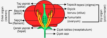 BİTKİLERDE EŞEYLİ ÜREME ve ÇİMLENME 12. SINIF ÜNİTE, KONU, KAZANIM VE AÇIKLAMALARI 12.3.