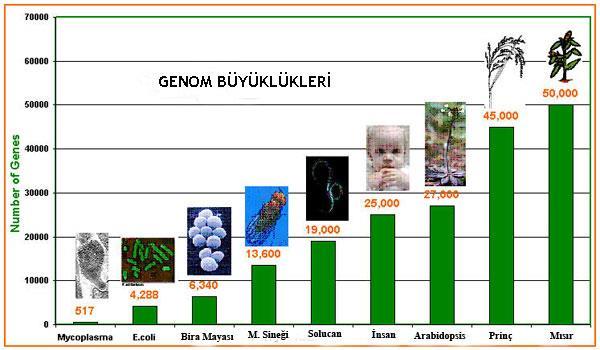 Öyleyse insan, neden, meyve sineğinden çok daha karmaşık bir yapıya sahiptir?