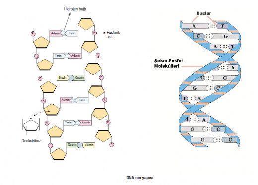 «DNA baz dizilimi» Taksonomi ve tür belirleme çalışmaları, Sosyal bilimlerde antropoloji alanında insan topluluklarının dağılımları Adli tıp alanında suçlunun