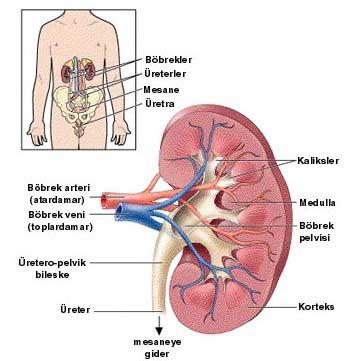 Şekil-1: Böbreğin anatomik yapısı (Abdominal Ultrasonoğrafi, Kuray P. 2000 den alındı).