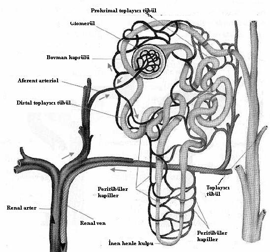Şekil-2: Nefronun anatomik yapısı (Biocarampangue-Recursos De Bıologıa 2007 den alındı) 2.2. BÖBREĞİN FONKSİYONEL FİZYOLOJİSİ Böbreğin fonksiyonel birimine nefron denir (Şekil-2).