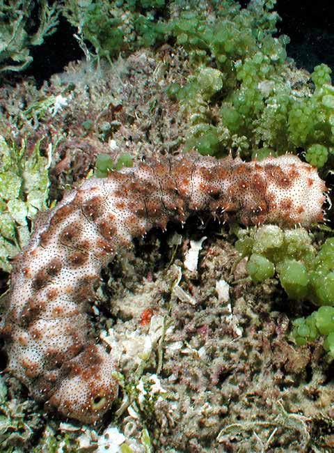 30 Denİz Hıyarları Deniz hıyarları (Holothuroidea sp.) Akdeniz de dâhil olmak üzere dünya okyanuslarına yayılmış bir ekinoderm grubudur.
