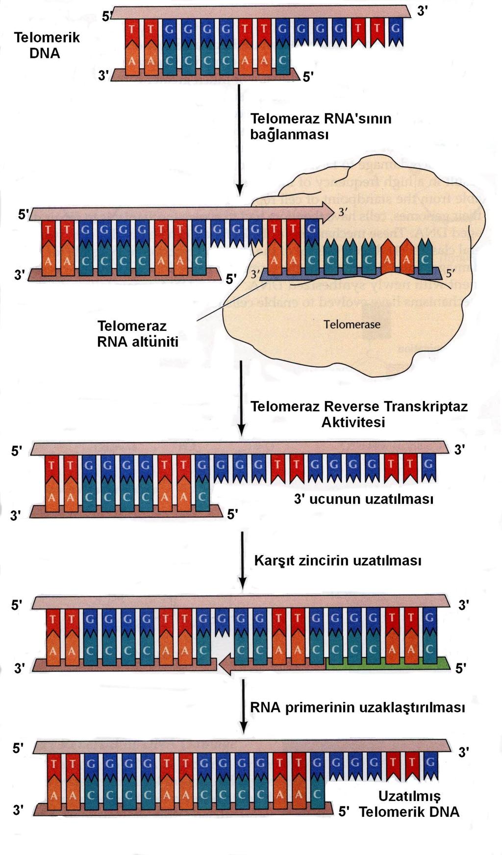 maların yokluunda, her hücre bölünmesinde kromozomal DNA'nın 3' ucunda, yaklaık 50-200 nükleotidlik kayıp olmakta ve sonuçta "hücresel yalanma" gelimektedir (25,26).