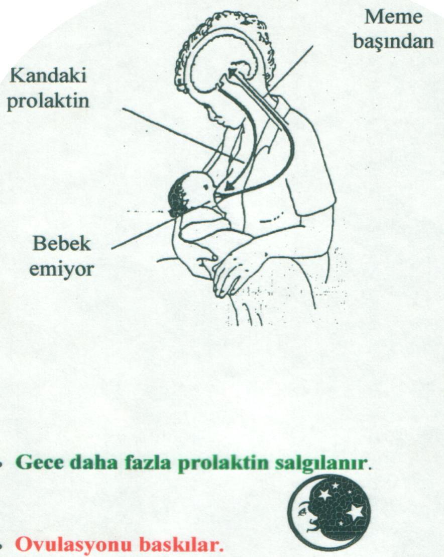 PROLAKTİN HORMONU Hipofiz bezi ön lobundan salgılanır Alveol